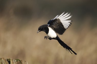 Magpie, pika pika