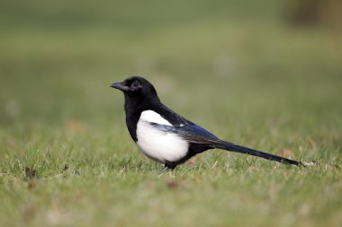 Magpie, pika pika