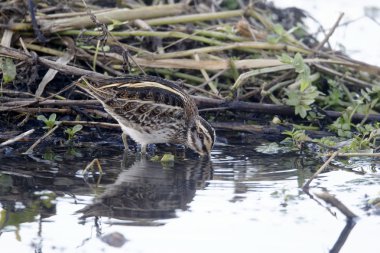 Jack çulluk, lymnocryptes minimus