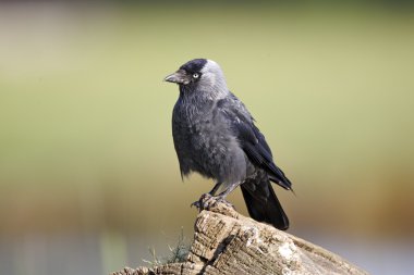 Grajilla, corvus monedula