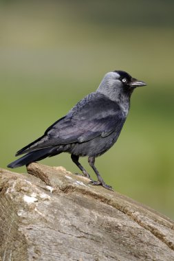 Grajilla, corvus monedula