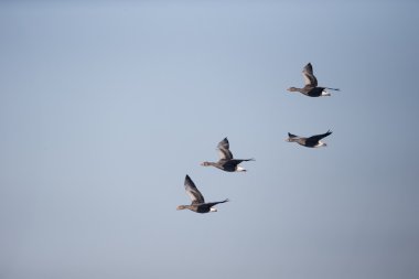 Boz kaz, anser anser