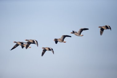 Boz kaz, anser anser