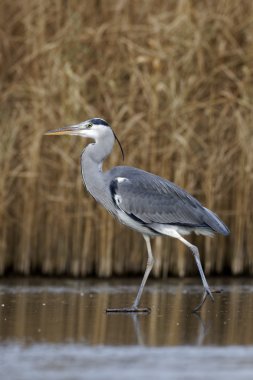 Gri balıkçıl, Ardea cinerea