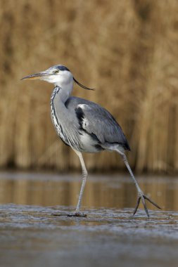 Gri balıkçıl, Ardea cinerea