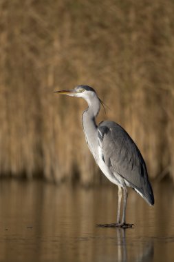Gri balıkçıl, Ardea cinerea