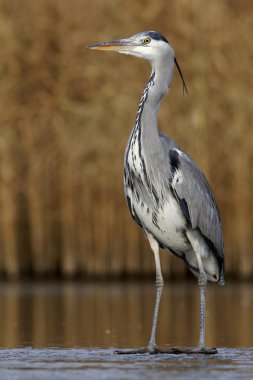 Gri balıkçıl, Ardea cinerea