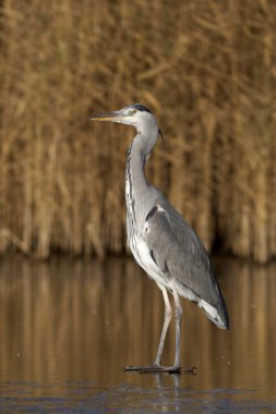 Gri balıkçıl, Ardea cinerea