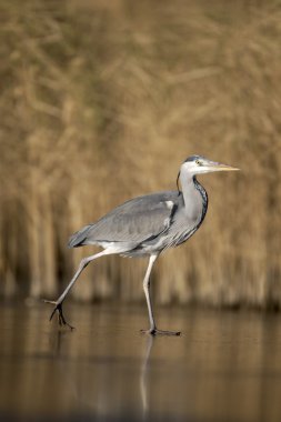 Gri balıkçıl, Ardea cinerea