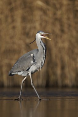 Gri balıkçıl, Ardea cinerea