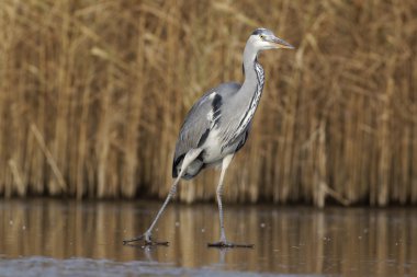 Gri balıkçıl, Ardea cinerea