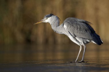 Gri balıkçıl, Ardea cinerea