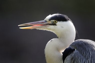 Gri balıkçıl, Ardea cinerea