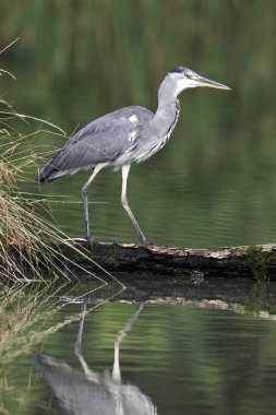Gri balıkçıl, Ardea cinerea