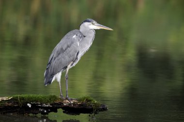 Gri balıkçıl, Ardea cinerea