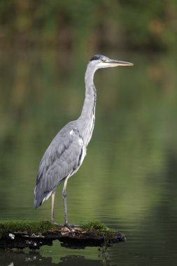 Gri balıkçıl, Ardea cinerea