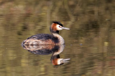 büyük tepeli batağan, podiceps cristatus