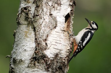 büyük bir ağaçkakan, dendrocopos major