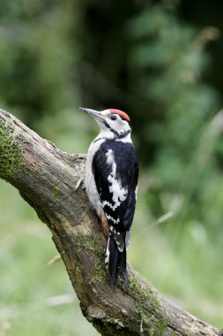 büyük bir ağaçkakan, dendrocopos major