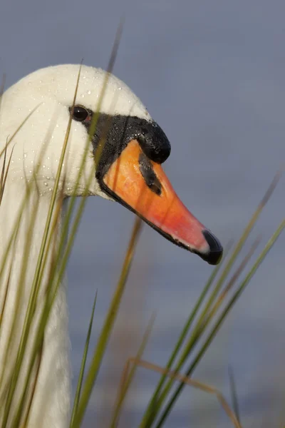 Cigno muto, Cygnus olor — Foto Stock