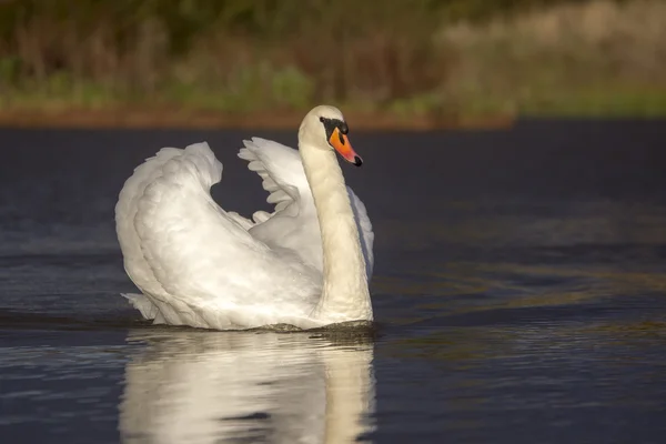 Mute swan, Cygnus olor — Stock Photo, Image