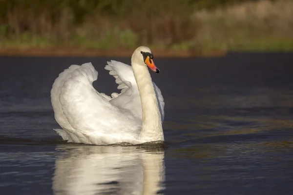 Cisne mudo, cygnus olor — Fotografia de Stock