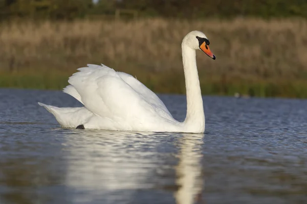 Cisne mudo, Cygnus olor —  Fotos de Stock