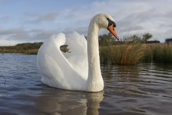 Höckerschwan, Cygnus olor — Stockfoto