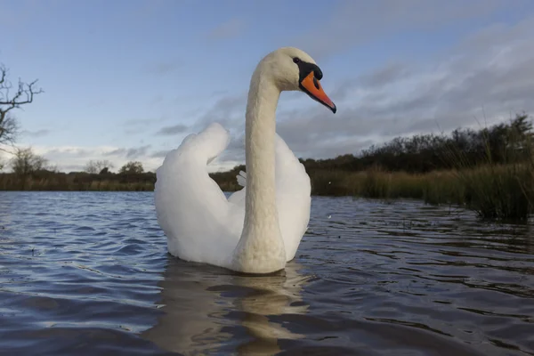 Cisne mudo, cygnus olor — Fotografia de Stock