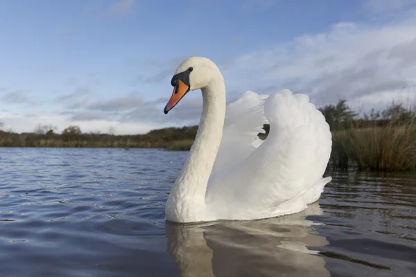 Cisne mudo, cygnus olor — Fotografia de Stock