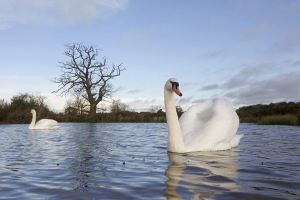 Cisne mudo, cygnus olor — Fotografia de Stock