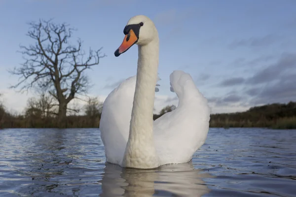 Höckerschwan, Cygnus olor — Stockfoto