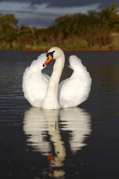 Cisne mudo, cygnus olor — Fotografia de Stock