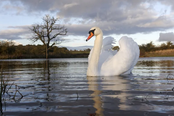 Cisne mudo, cygnus olor — Fotografia de Stock