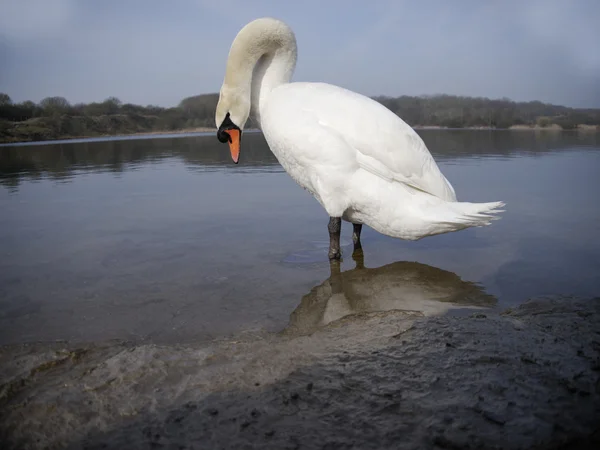 Cisne mudo, cygnus olor — Fotografia de Stock