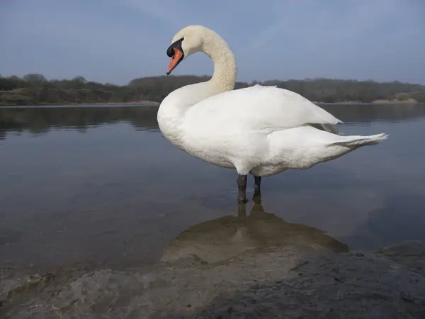 Cisne mudo, cygnus olor — Fotografia de Stock