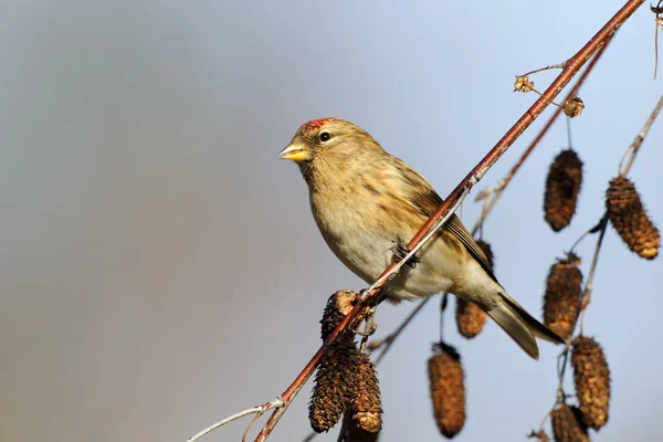 Menor redpoll, cabaré Carduelis — Fotografia de Stock