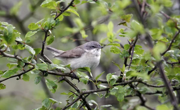 Pequeno whitethroat, Sylvia curruca — Fotografia de Stock