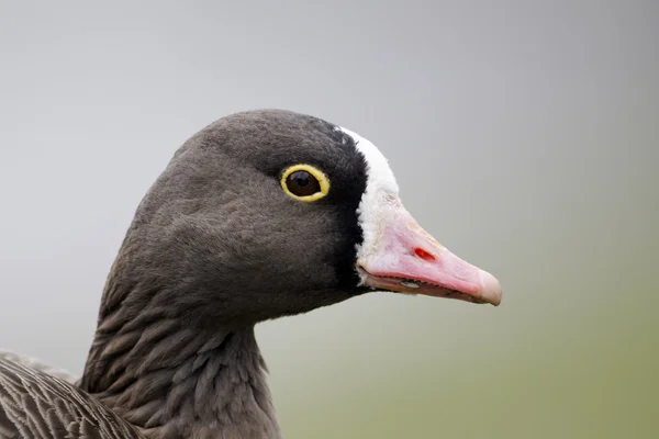 Menší Husa běločelá, anser erythropus — Stock fotografie