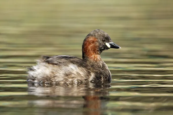 小鷉或 dabchick，tachybaptus 象甲 — 图库照片