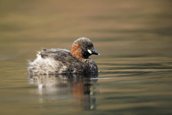 Маленький салат или дабчик, Tachybaptus ruficollis — стоковое фото