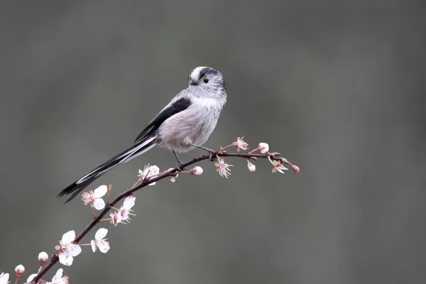 Staartmees, aegithalos caudatus — Stockfoto