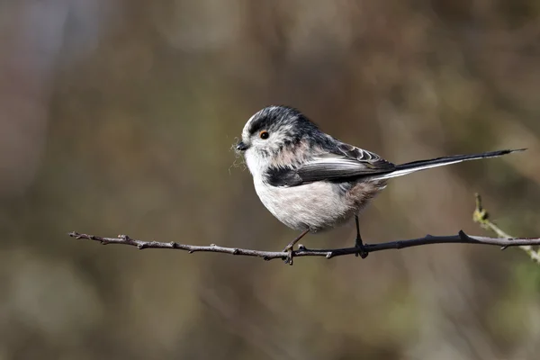 Teta de cola larga, Aegithalos caudatus — Foto de Stock