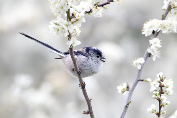 Tate cu coada lunga, Aegithalos caudatus — Fotografie, imagine de stoc