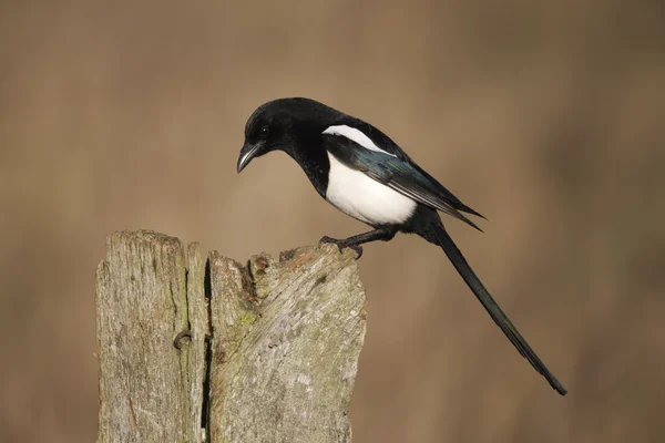 Magpie, Pica pica — Stock Photo, Image