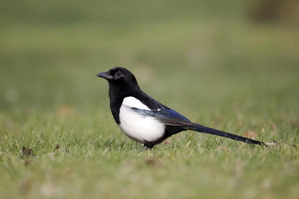 Urraca, Pica Pica — Foto de Stock