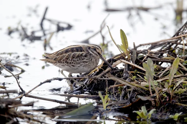 Jack Snipe, Lymnocryptes minimus —  Fotos de Stock