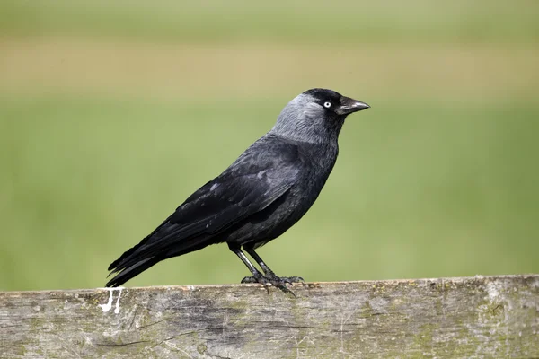Jackdaw, Corvus monedula — Stock Photo, Image