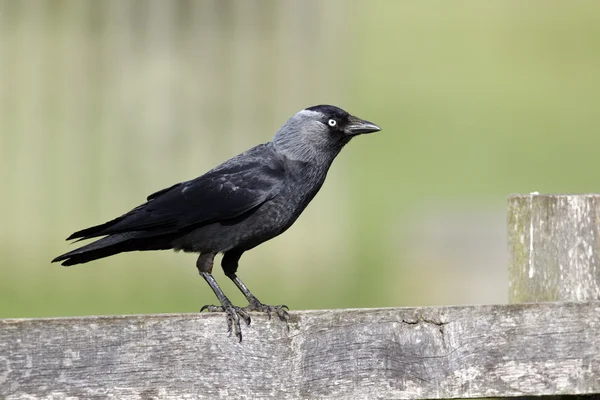 Jackdaw, Corvus monedula — Stok Foto