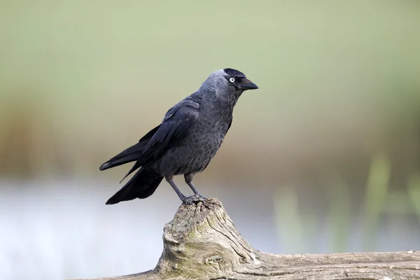 Csóka, corvus monedula — Stock Fotó